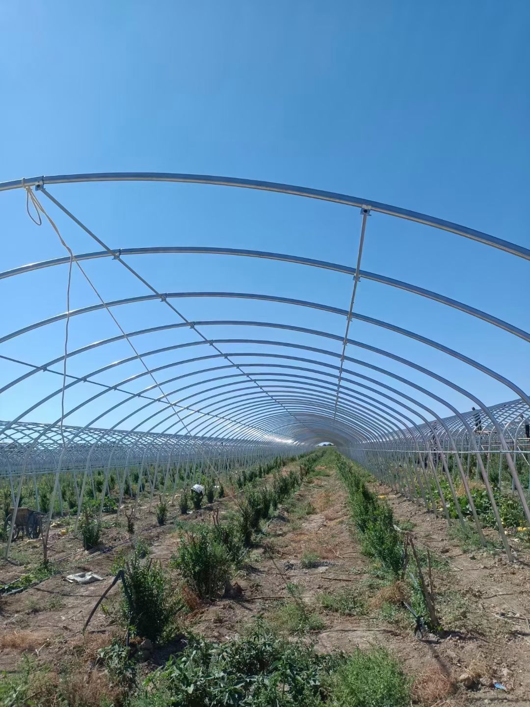 Single-span greenhouse frame over crop rows