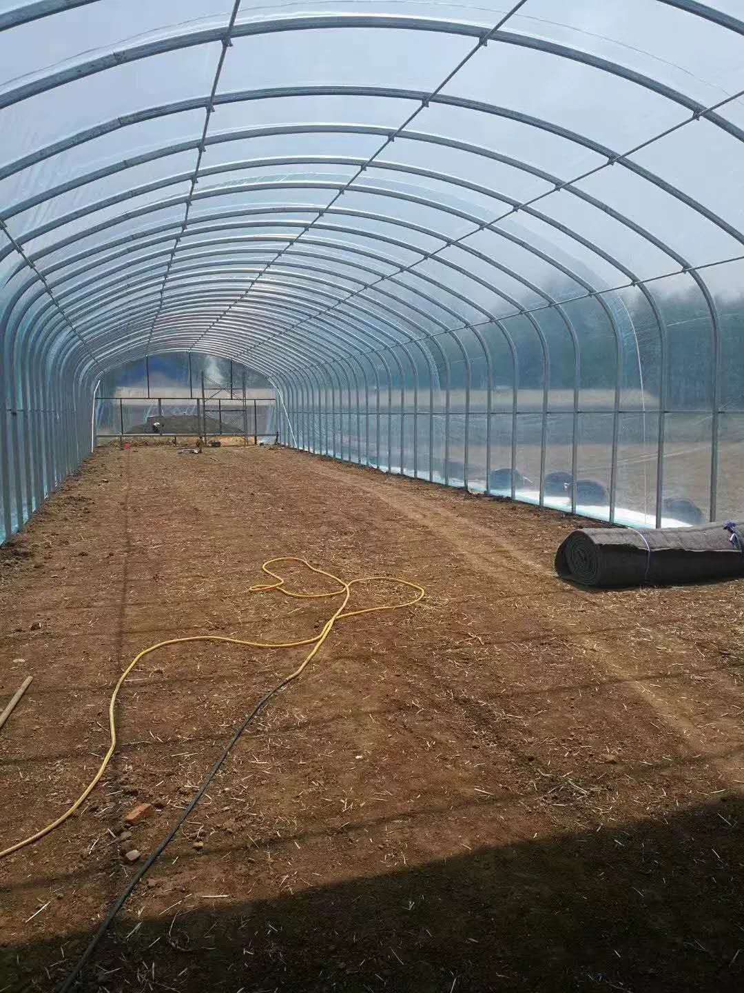 Single-span tunnel greenhouse with translucent film covering