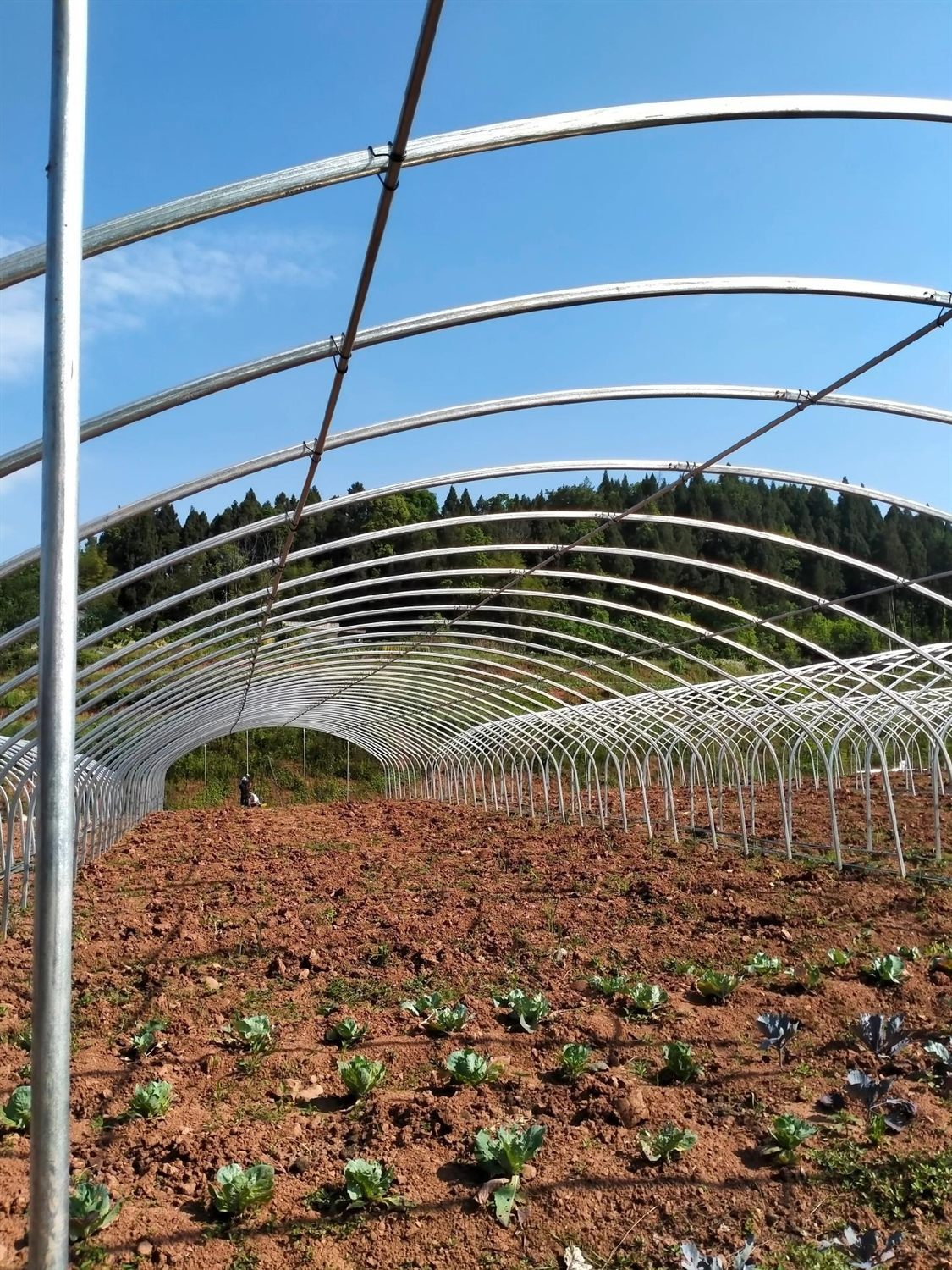 Single-span greenhouse frame and crop detail
