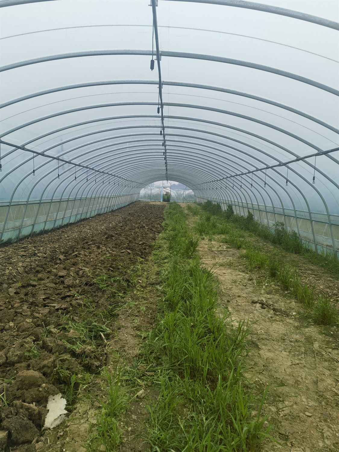 Single-span greenhouse interior crop path