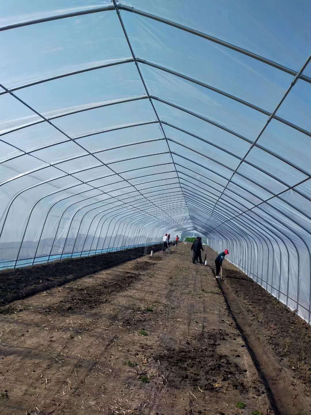 Single-span growing greenhouse interior with film covering and growing beds