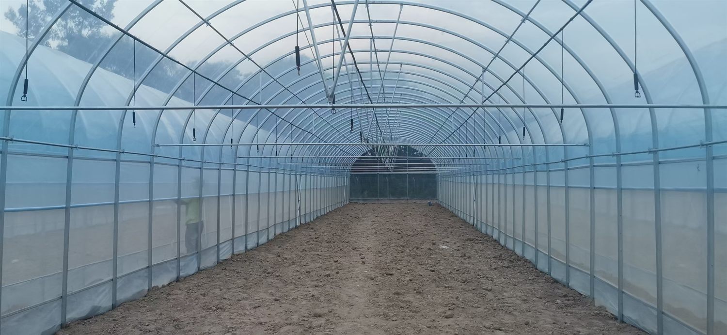 Long single-span greenhouse interior with side wall film